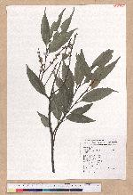 Castanopsis carlesii (Hemsl.) Hayata var. sessilis Nakai 鋸葉長尾栲