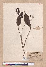 Cinnamomum pseudomelastoma (Liao  Kuo et Lin) Liao 野牡丹葉肉桂