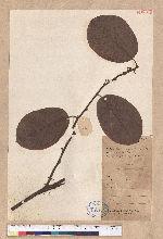 Litsea polyantha Juss