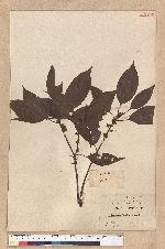 Neolitsea parvigemma (Hayata) Kanehira & Sasaki 小芽新木薑子