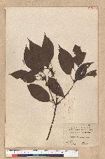 Neolitsea parvigemma (Hayata) Kanehira & Sasaki 小芽新木薑子