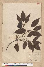 Neolitsea parvigemma (Hayata) Kanehira & Sasaki 小芽新木薑子