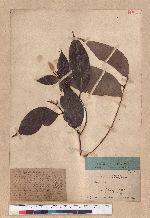 Quercus sp.