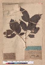 Quercus sp.