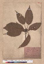 Quercus acuta Thunb. ex Murray 孛孛櫟