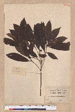 Actinodaphne mushaensis Hayata