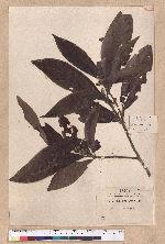 Litsea dolichocarpa Hayata