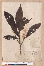 Litsea dolichocarpa Hayata
