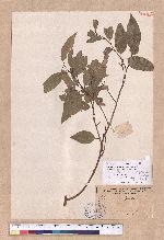 Cinnamomum pedunculatum Nees.