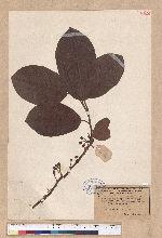Litsea polyantha Juss
