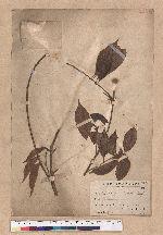 Lithocarpus konishii Hayata