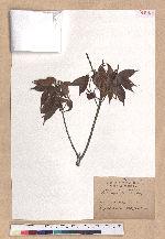 Lithocarpus konishii Hayata