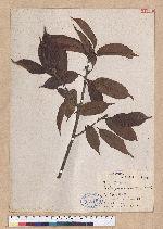 Cyclobalanopsis morii (Hayata) Schott. 森氏櫟(赤椆)