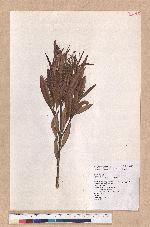Pasania dodonaeifolia (Hayata) Hayata 柳葉柯