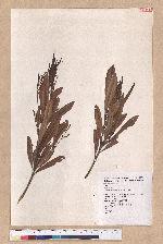 Pasania dodonaeifolia (Hayata) Hayata 柳葉柯