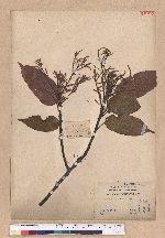 Castanopsis kawakamii Hayata 大葉苦櫧