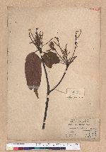 Castanopsis kawakamii Hayata 大葉苦櫧