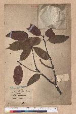 Castanopsis kawakamii Hayata 大葉苦櫧