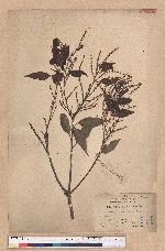 Castanopsis brachycaneta Hayata