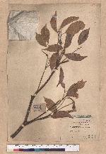 Lithocarpus konishii Hayata