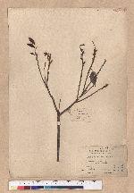 Lithocarpus konishii Hayata
