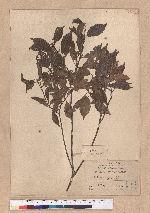 Lithocarpus konishii Hayata
