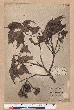 Castanopsis formosana (Skan) Hayata 臺灣栲