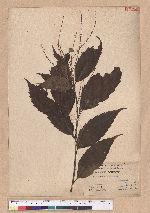 Castanopsis formosana (Skan) Hayata 臺灣栲