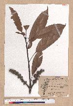 Pasania nantoensis (Hayata) Schottky 南投石櫟