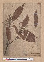 Lithocarpus brevicaudatus (Skan) Hayata 短尾葉石櫟