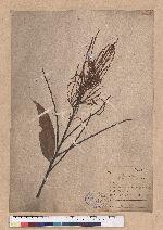 Lithocarpus brevicaudatus (Skan) Hayata 短尾葉石櫟