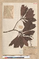 Machilus thunbergii Siebold & Zucc. 紅楠(豬腳楠)