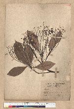 Phoebe formosana (Hayata) Hayata 臺灣雅楠