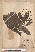Phoebe formosana (Hayata) Hayata 臺灣雅楠