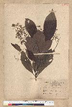 Phoebe formosana (Hayata) Hayata 臺灣雅楠