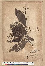 Phoebe formosana (Hayata) Hayata 臺灣雅楠