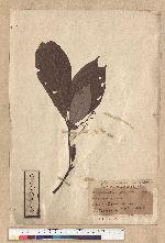 Phoebe formosana (Hayata) Hayata 臺灣雅楠