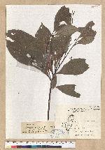 Phoebe formosana (Hayata) Hayata 臺灣雅楠