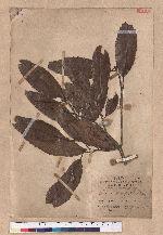 Quercus stenophylloides Hayata