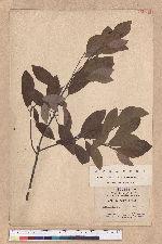 Actinodaphne lancifolia (Sieb. et Zucc.) Meissner