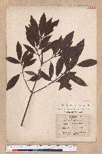 Actinodaphne lancifolia (Sieb. et Zucc.) Meissner
