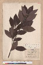 Actinodaphne lancifolia (Sieb. et Zucc.) Meissner