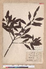 Actinodaphne lancifolia (Sieb. et Zucc.) Meissner