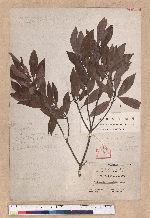 Actinodaphne lancifolia (Sieb. et Zucc.) Meissner
