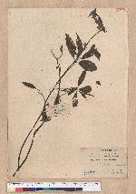 Litsea cubeba (Lour.) Persoon 山胡椒