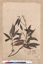 Litsea cubeba (Lour.) Persoon 山胡椒