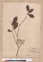 Litsea cubeba (Lour.) Persoon 山胡椒