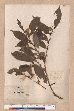 Litsea communis Hemsl.