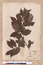 Litsea communis Hemsl.