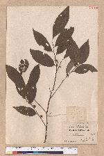 Litsea communis Hemsl.